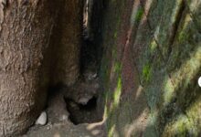 सिटी ग्रीन में दीमक चूहों आवारा कुत्तों का आतंक निगम और प्रशासन के सिर चढ़कर बोल रहा 22 Screenshot 20240925 203608 Chrome